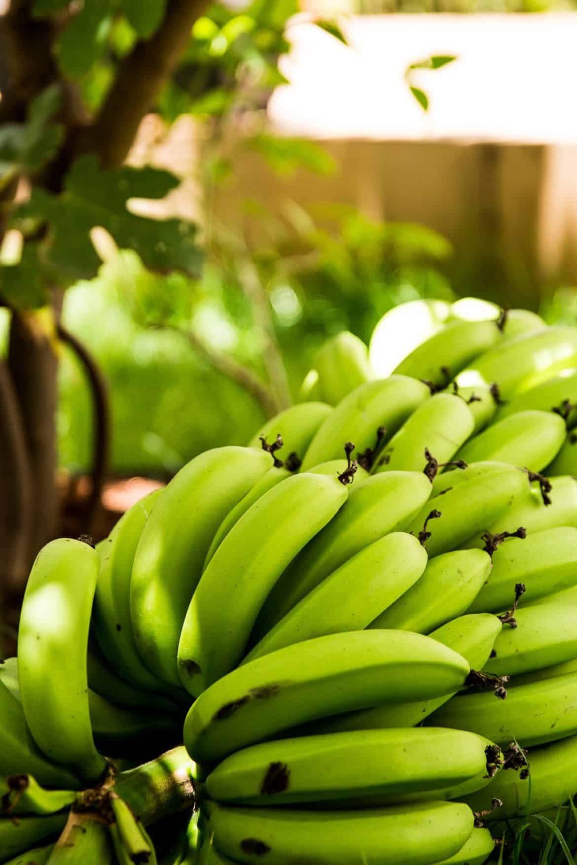 CaVoNana Avocado and Banana Daiquiri Liquid Culture